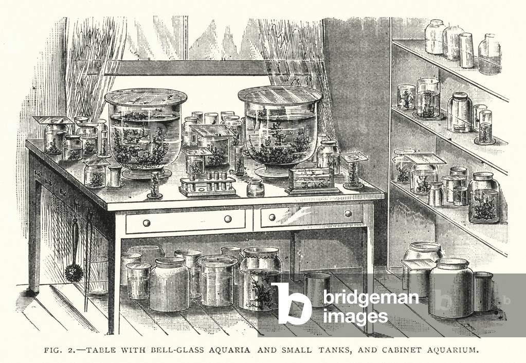 Table with Bell-Glass Aquaria and Small Tanks, and Cabinet Aquarium (engraving)