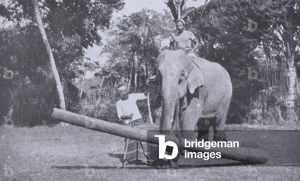 Elephant at Work, Most of the work clearing estates is done by Elephants (b/w photo)