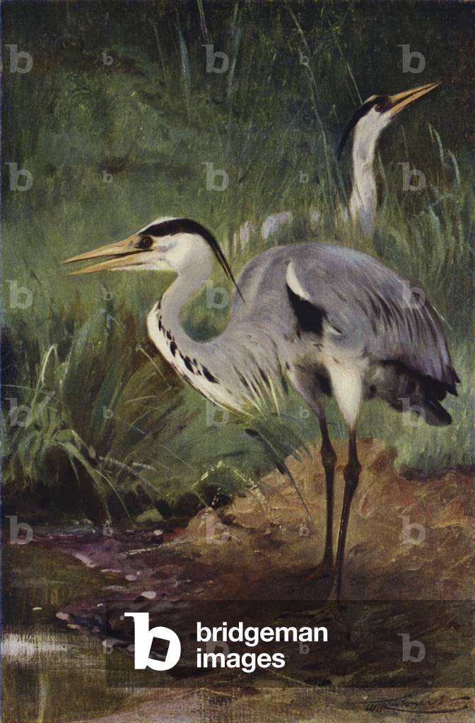 Heron (colour litho)
