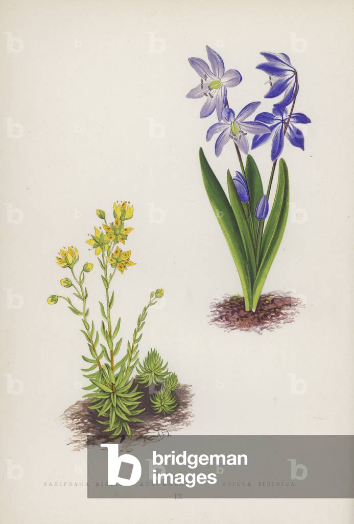 Saxifraga Aizoides Autumnalis; Scilla Sibirica (colour litho)