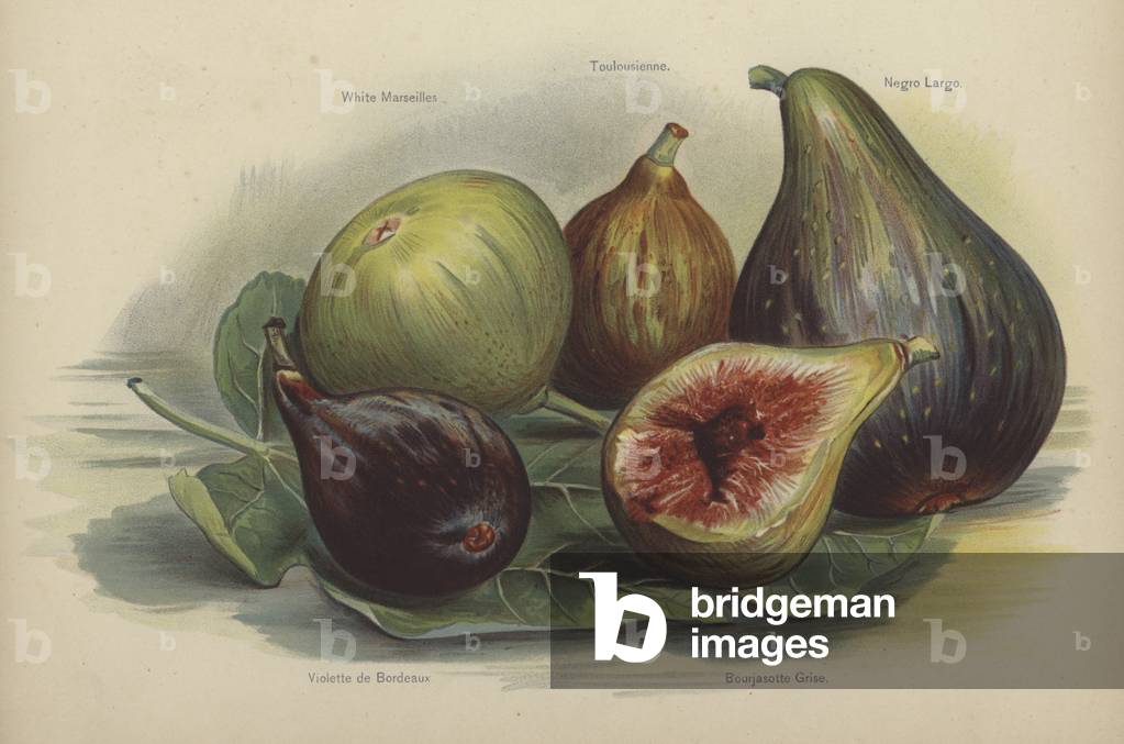 White Marseilles, Toulousienne, Negro Largo, Violette de Bordeaux, Bourjasotte Grise (chromolitho)