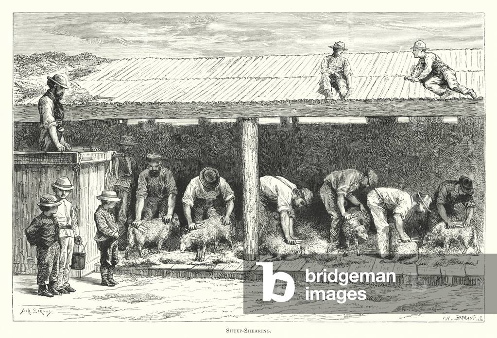 Australia: Sheep-Shearing (engraving)