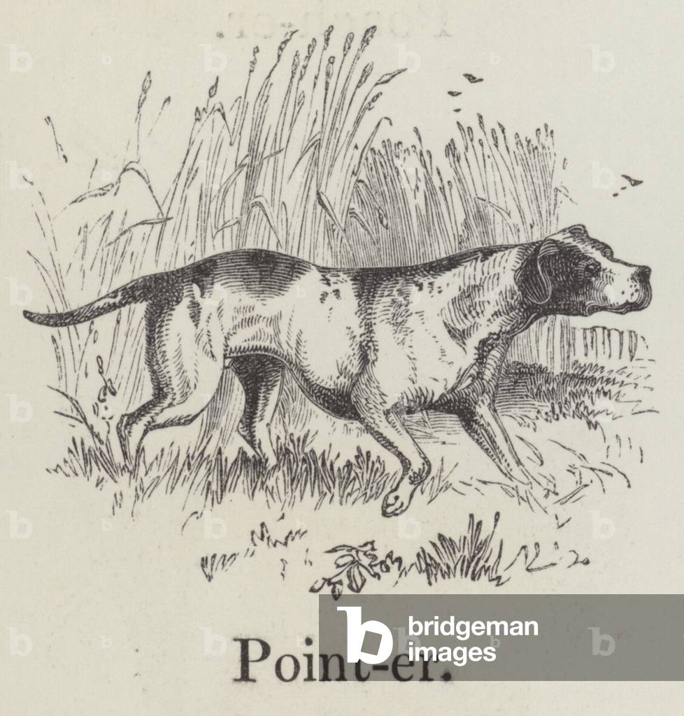 Pointer (engraving)
