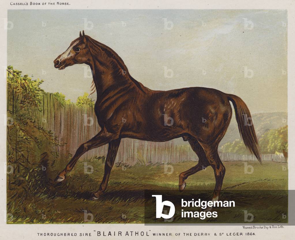 Thoroughbred Sire 