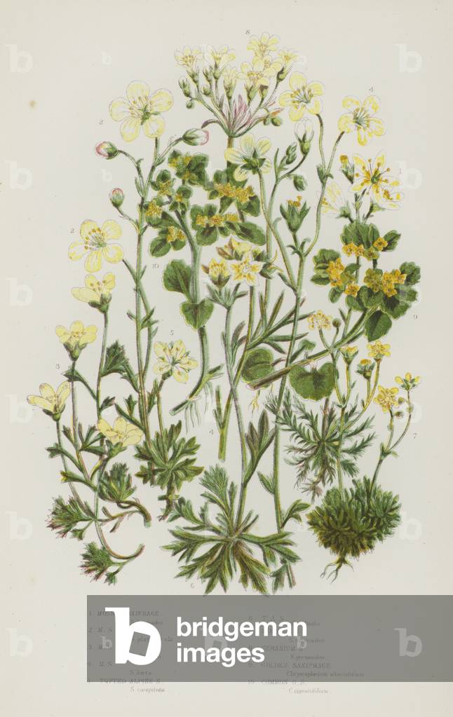 The Flowering Plants of Great Britain, c.1880 (litho)