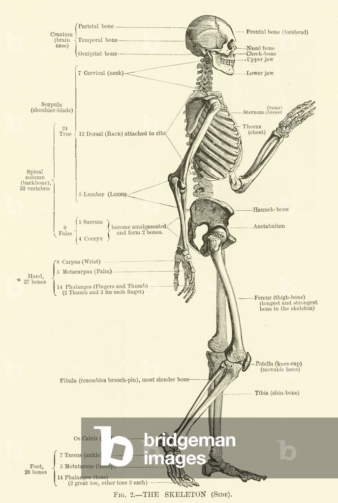 The Skeleton, Side (engraving)