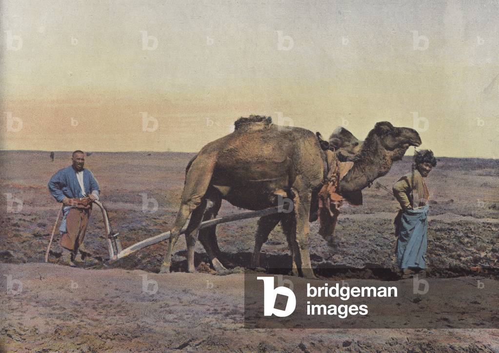 Laboureur Tekes (colour photo)