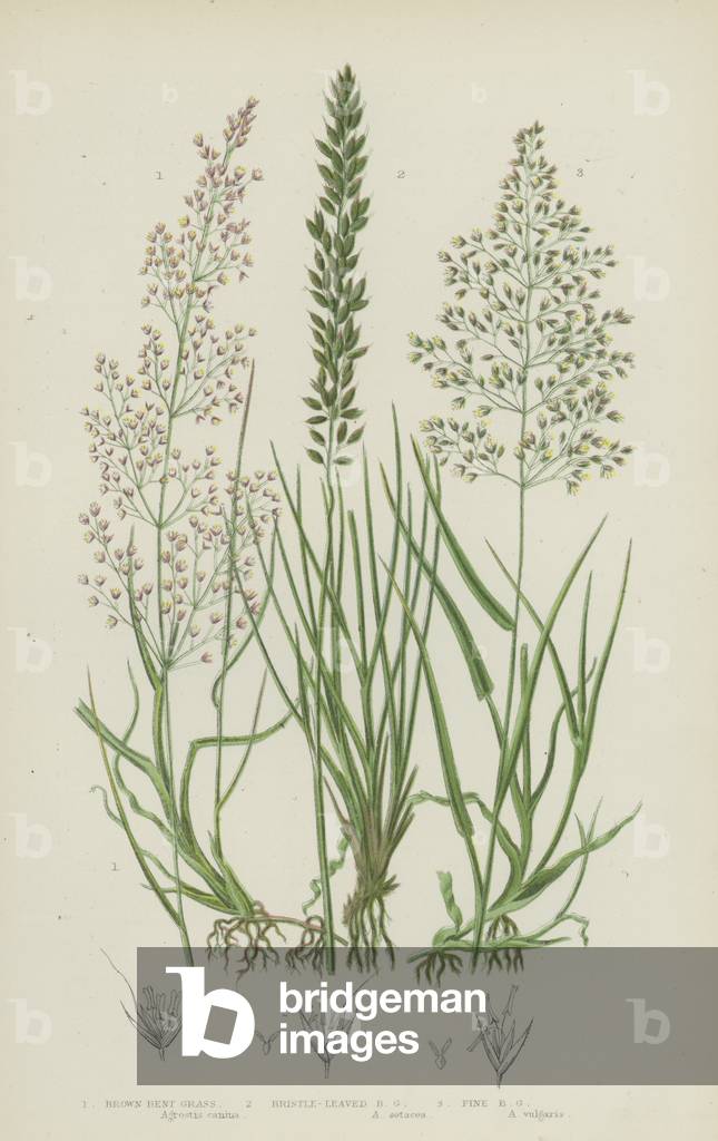 Brown Bent Grass, Bristle-Leaved Bent Grass, Fine Bent Grass (colour litho)