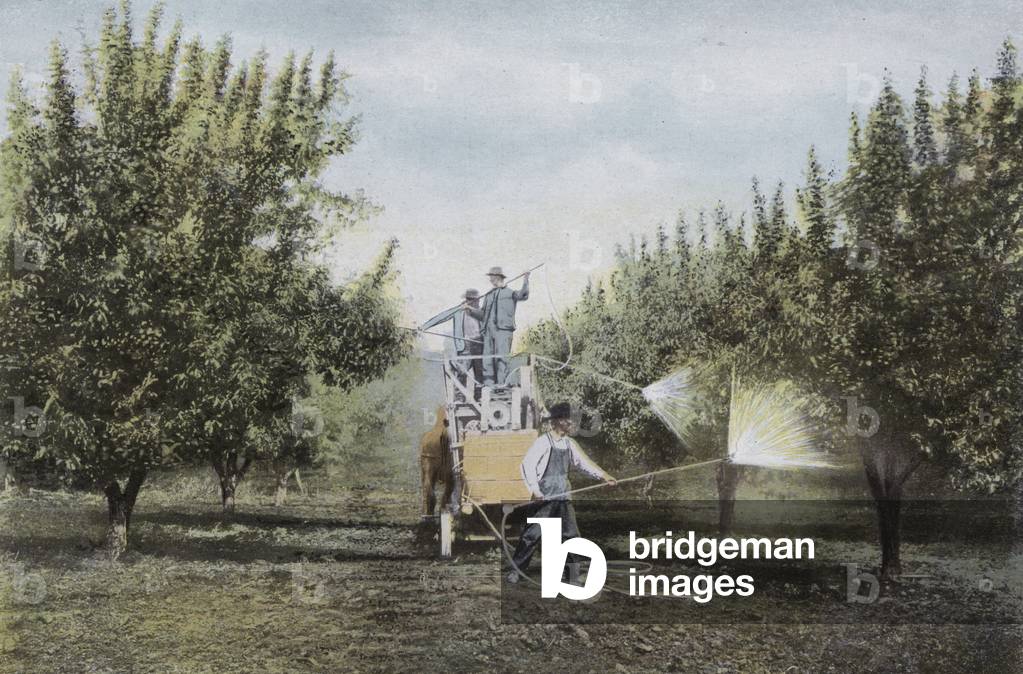 Oregon: Spraying an Oregon Orchard (photo)