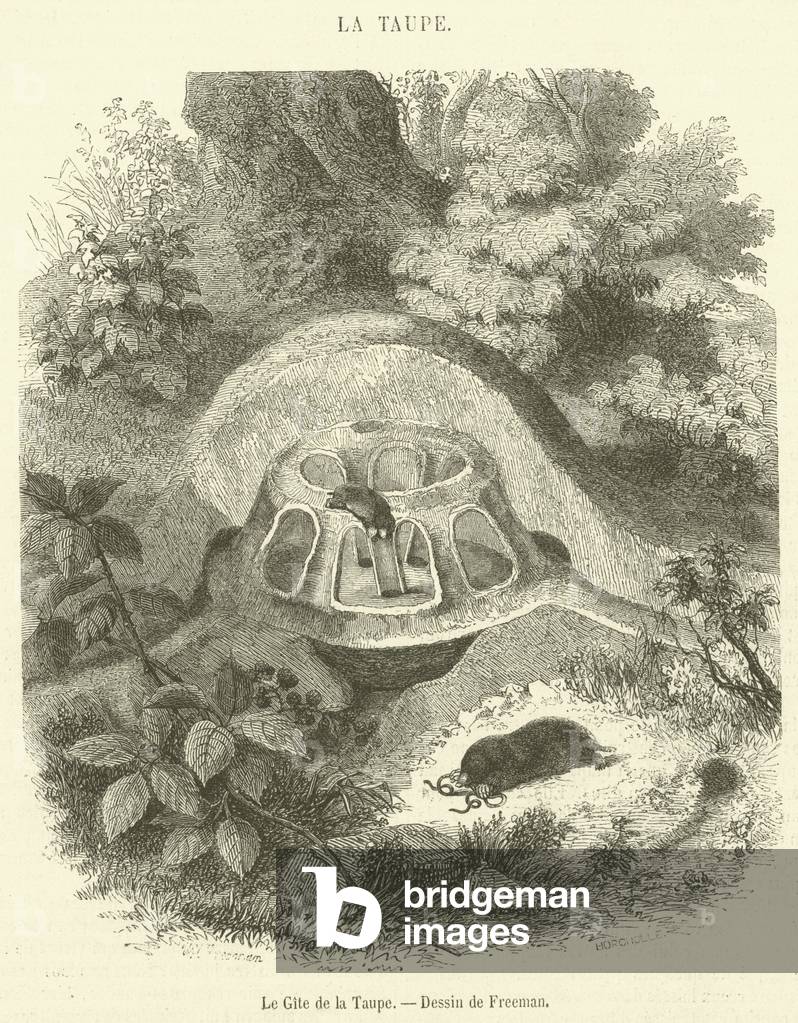 Le Gite de la Taupe (engraving)
