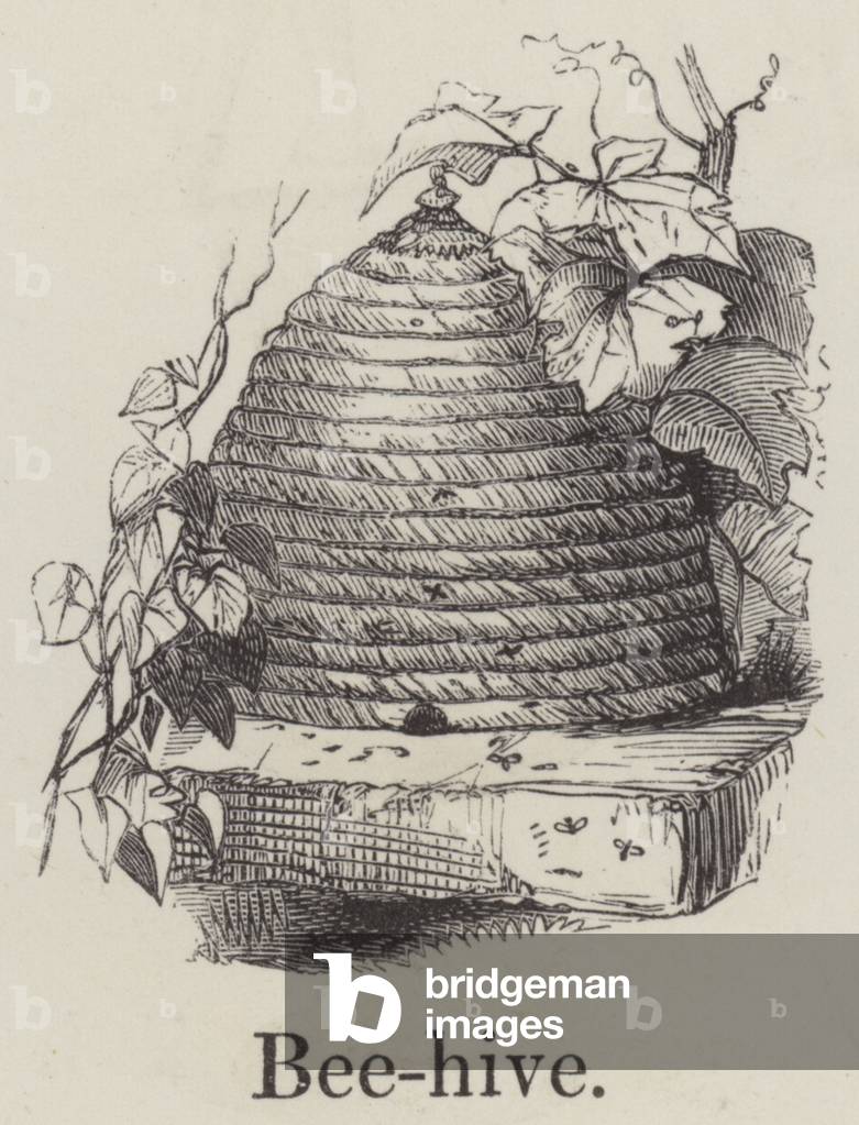 Beehive (engraving)
