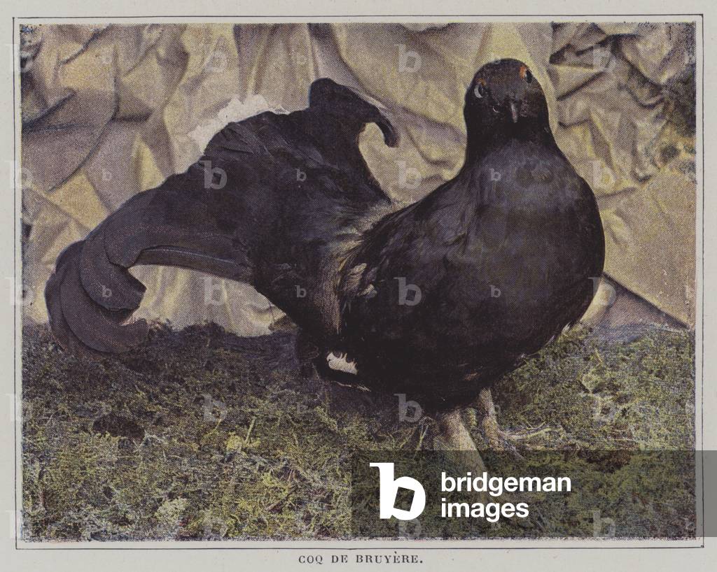 Capercaillie (colour photo)