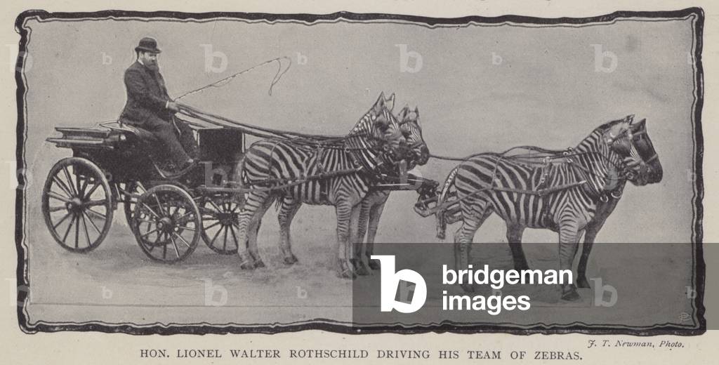 Hon Lionel Walter Rothschild driving his team of Zebras (b/w photo)