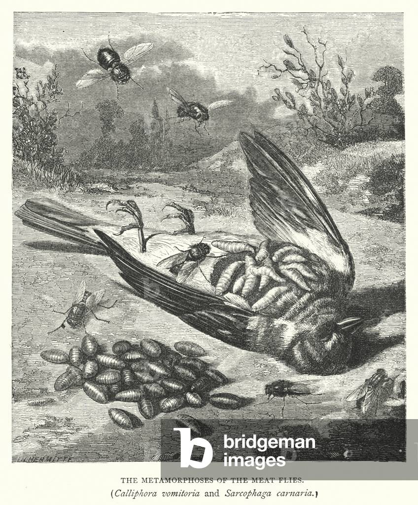 The Metamorphoses of the Meat Flies, Calliphora vomitoria and Sarcophaga carnaria (engraving)