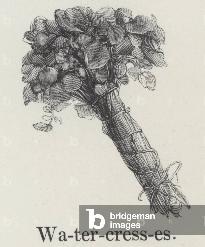 Watercresses (engraving)
