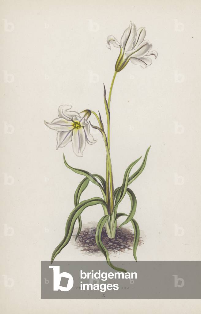Triteleia Uniflora (colour litho)
