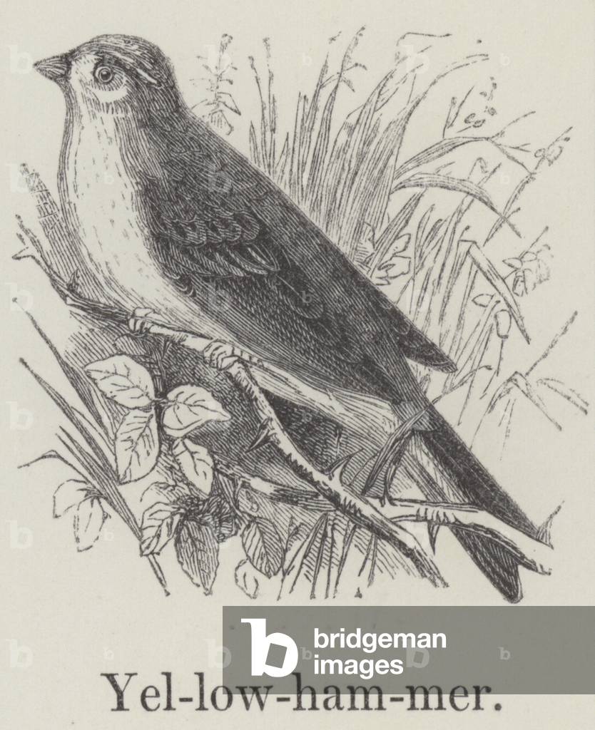 Yellowhammer (engraving)
