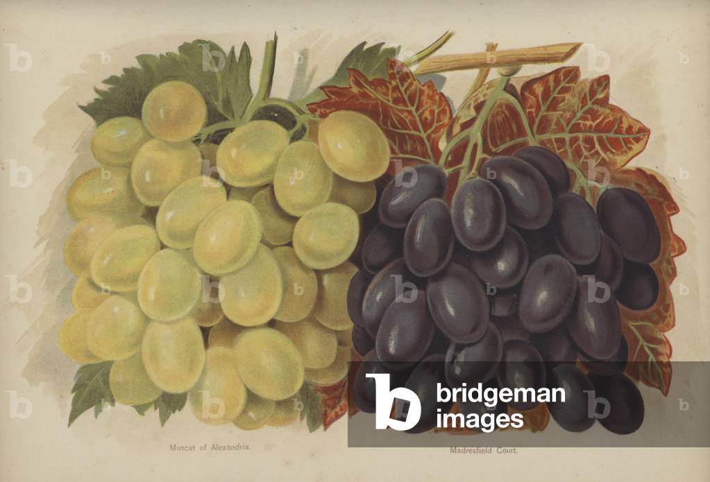 Muscat of Alexandria, Madresfield Court (chromolitho)