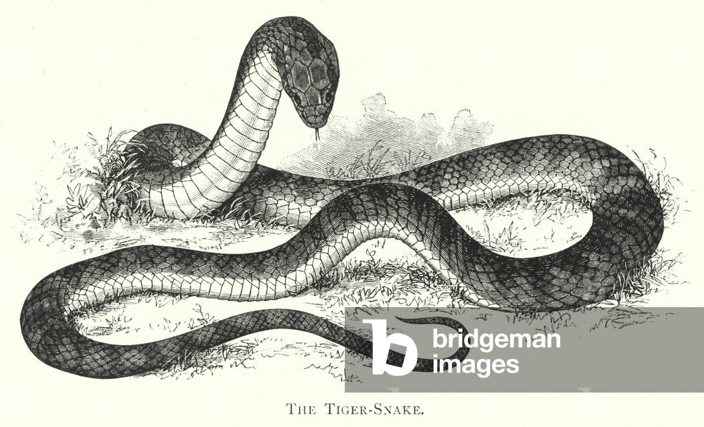 Australia: The Tiger-Snake (engraving)