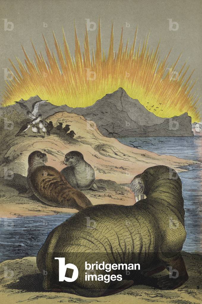 Animals of the region of the North Pole (colour litho)