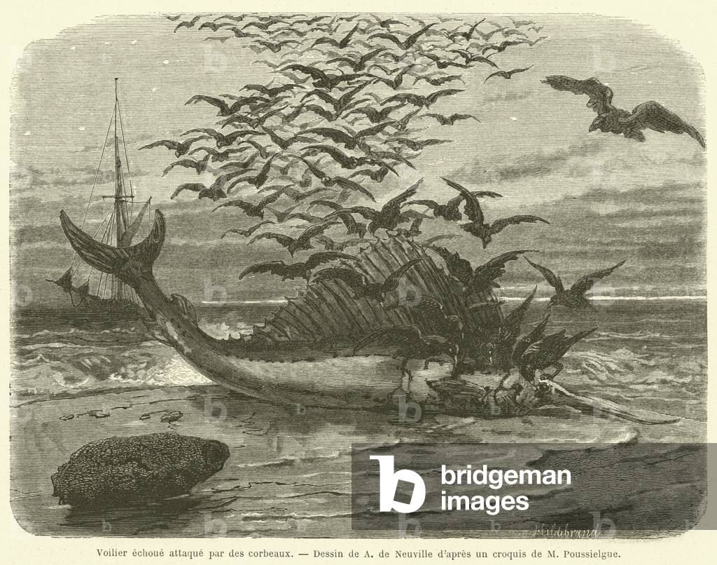 Voilier echoue attaque par des corbeaux (engraving)