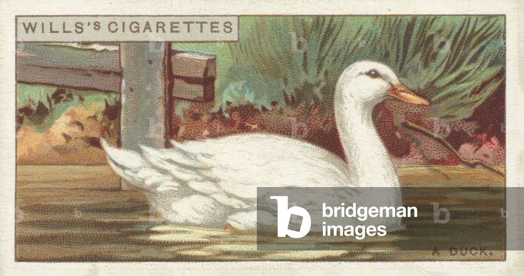 A Duck (chromolitho)