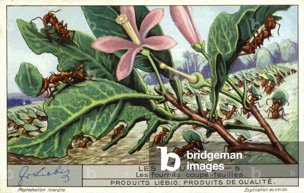 Leafcutter ants (chromolitho)