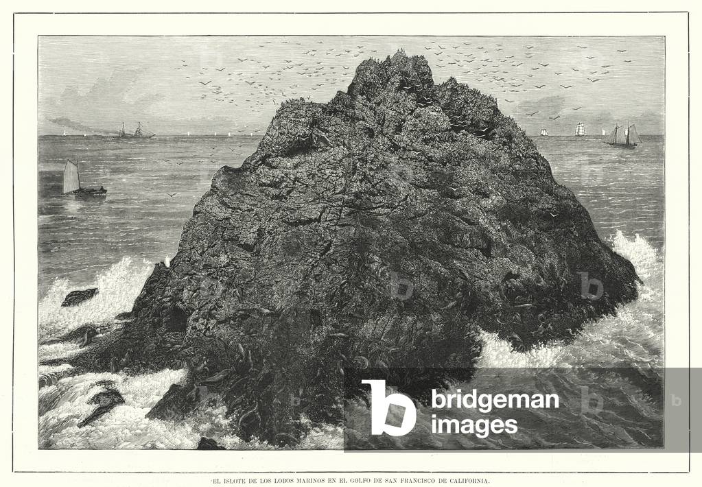 Sea lions on Seal Rocks, San Francisco Bay, California, USA (litho)