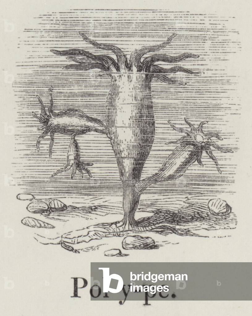 Polype (engraving)