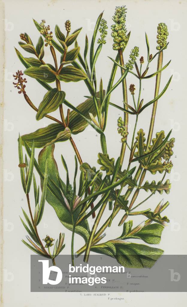 The Flowering Plants of Great Britain, c.1880 (litho)