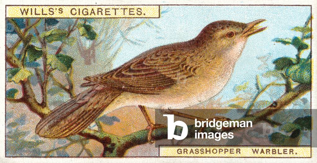 Grasshopper Warbler (chromolitho)