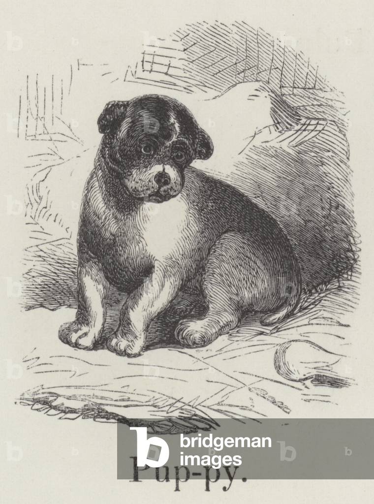 Puppy (engraving)
