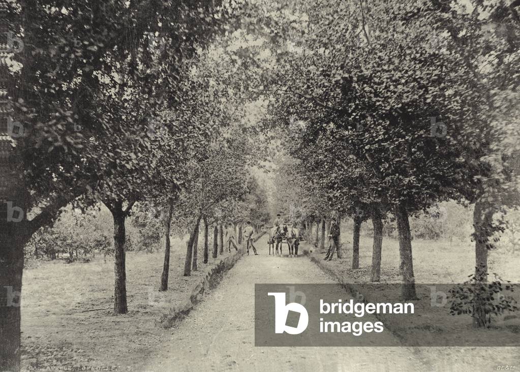 Lovedale, One of the Avenues (b/w photo)