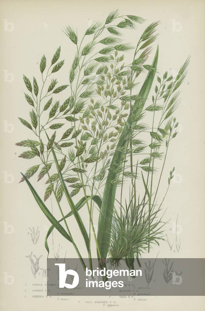 Single Glumed Fescue Grass, Barren Fescue Grass, Sheep's Fescue Grass, Reed Fescue Grass  (colour litho)