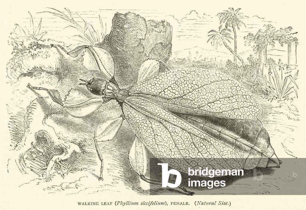 Walking Leaf (Phyllium siccifolium), Female, Natural Size (engraving)
