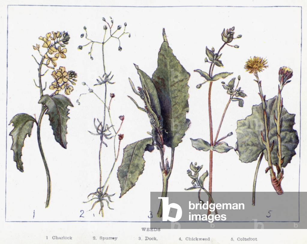Weeds (colour litho)