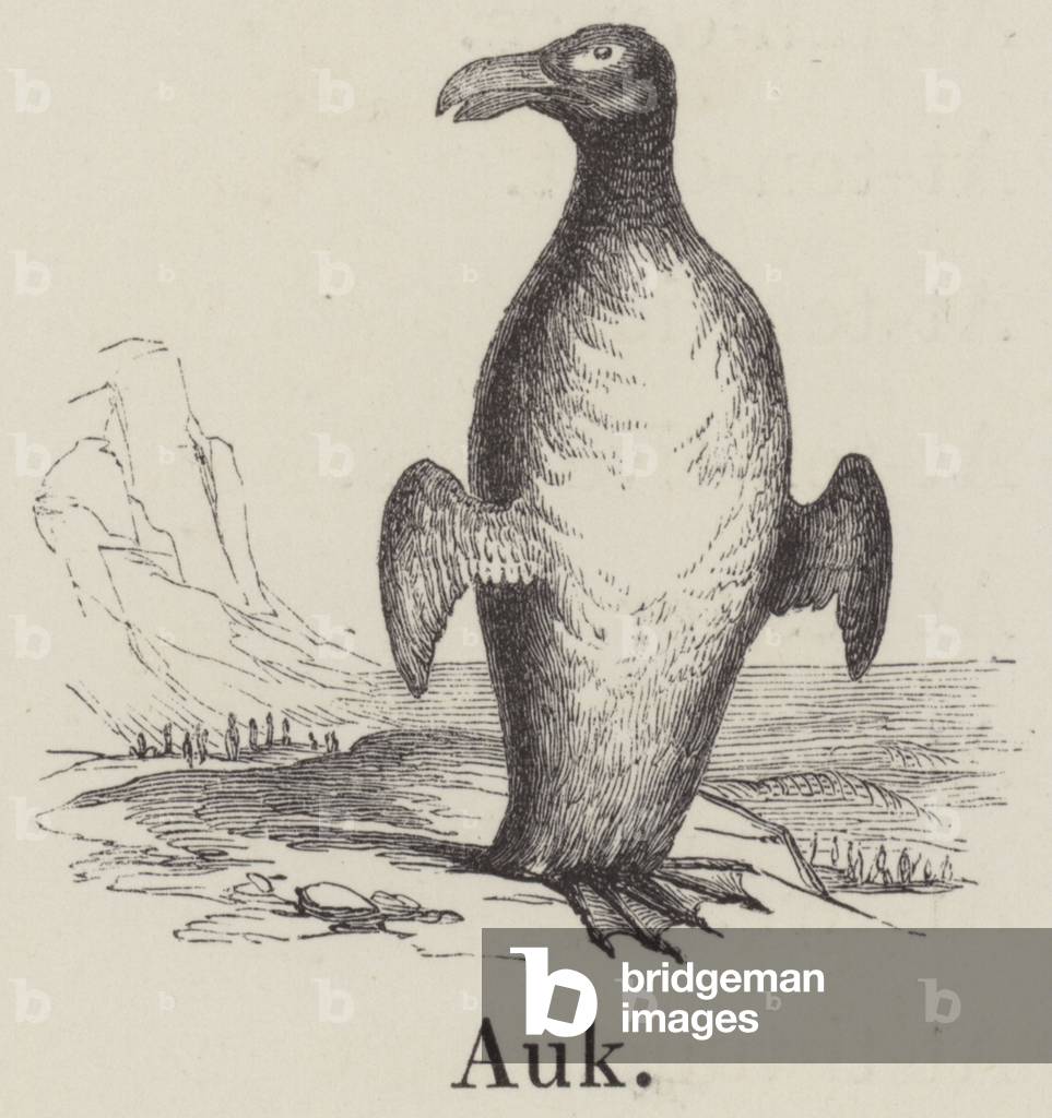 Auk (engraving)