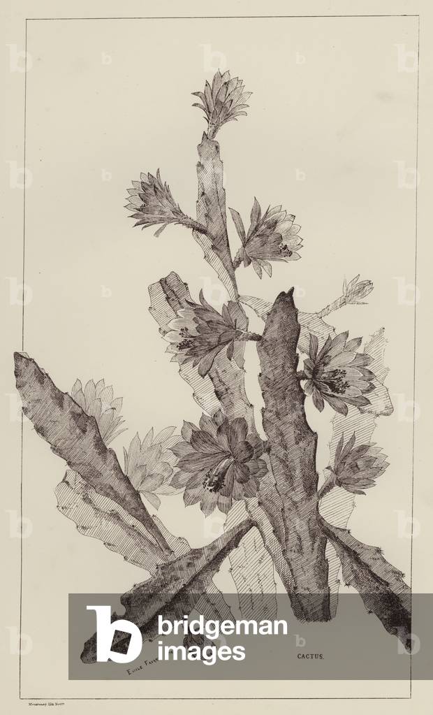 Cactus (litho)