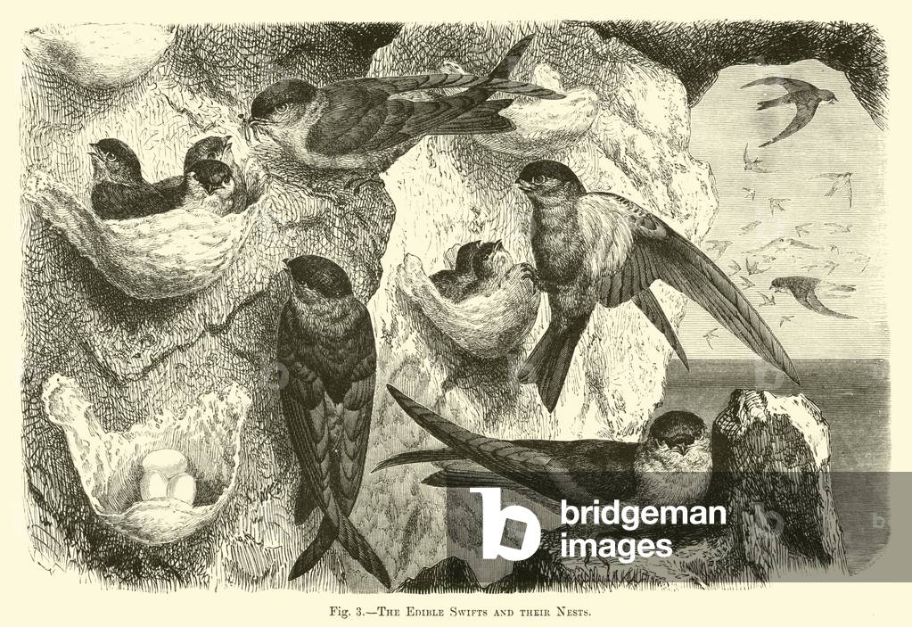 The Edible Swifts and their Nests (engraving)