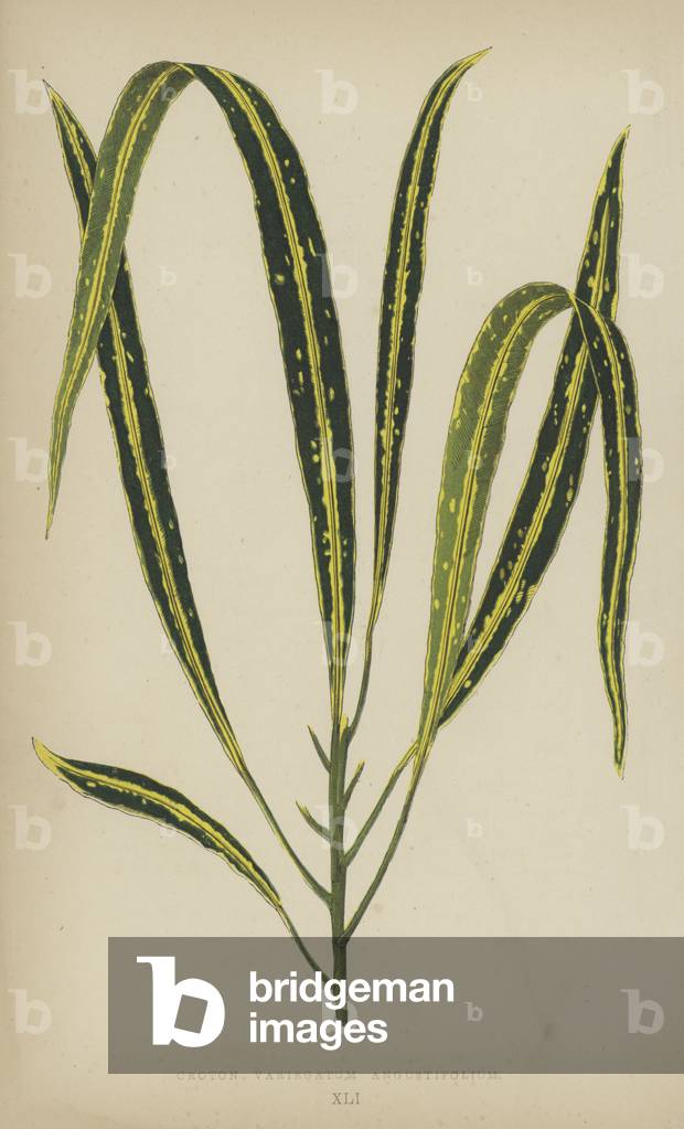 Croton Variegatum Angustifolium (chromolitho)