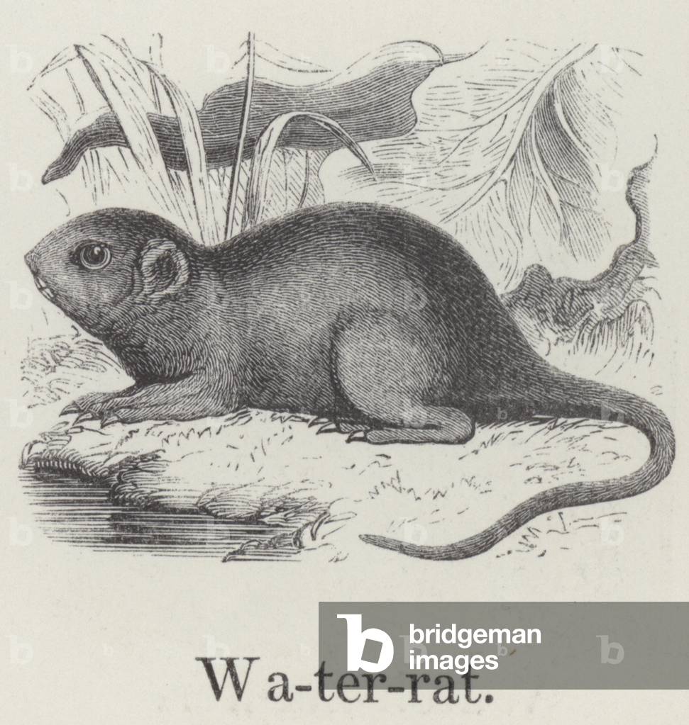 Water rat (engraving)