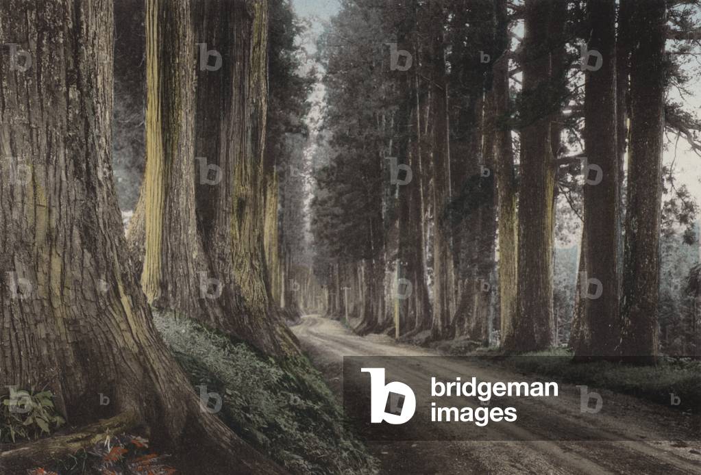 Japan, c.1912: Cryptomeria Road, Nikko (photo)