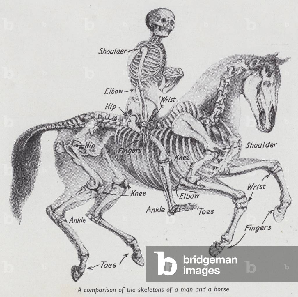 Comparison of the skeletons of a man and a horse (litho)