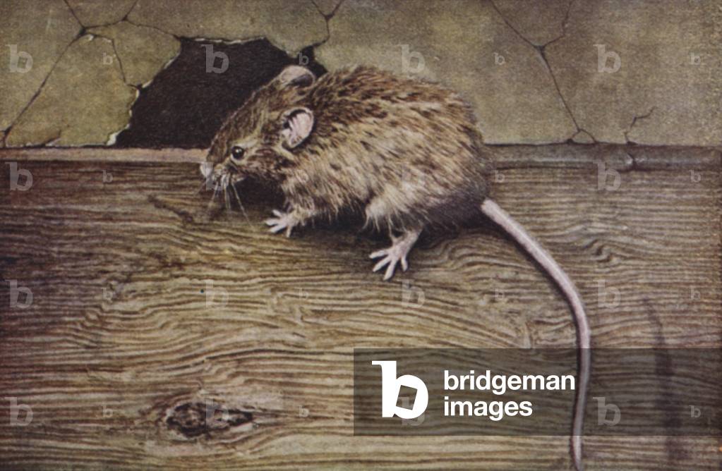 House Mouse, Mus musculus (coloured photo)