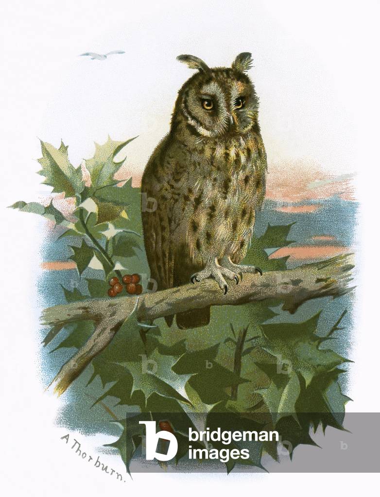 Long eared Owl