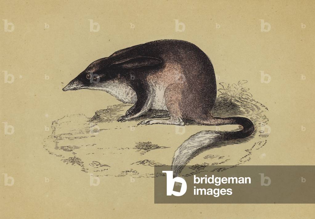 Perameles (colour litho)