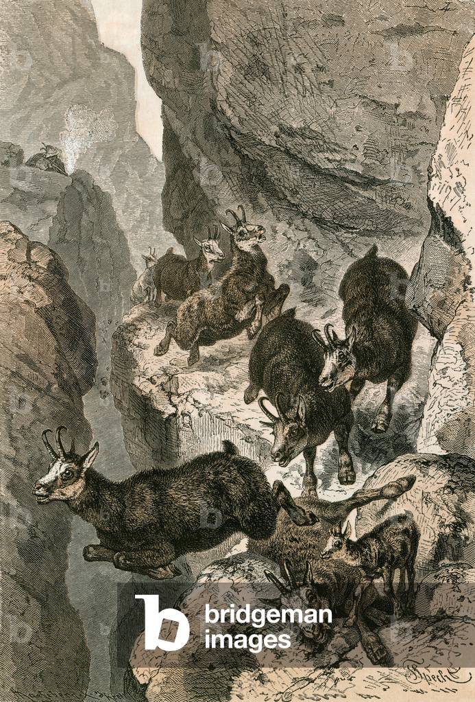 Chamois hunted on a Narrow Ledge (engraving)
