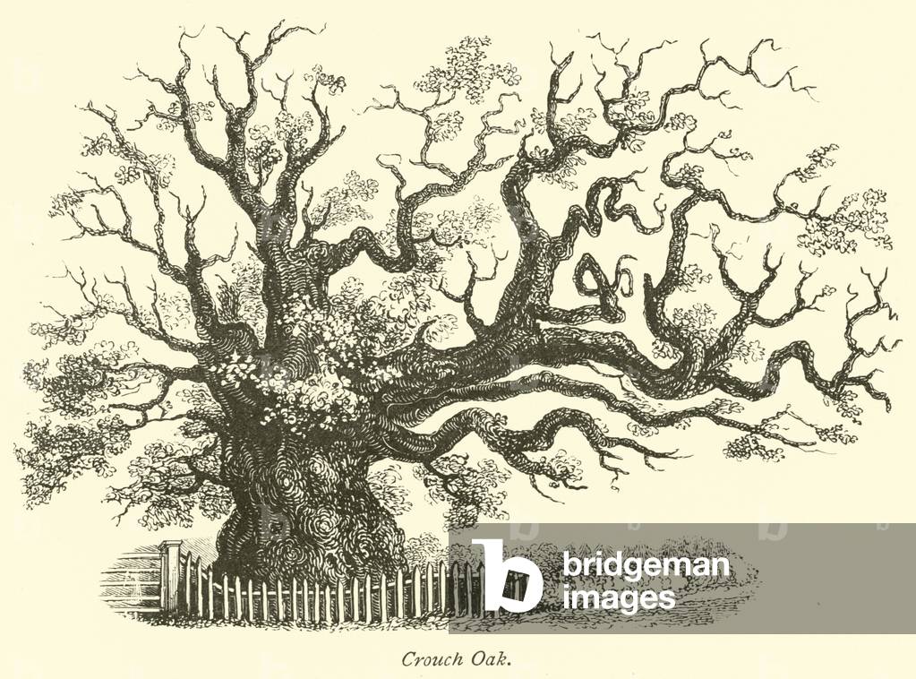 Crouch Oak (engraving)