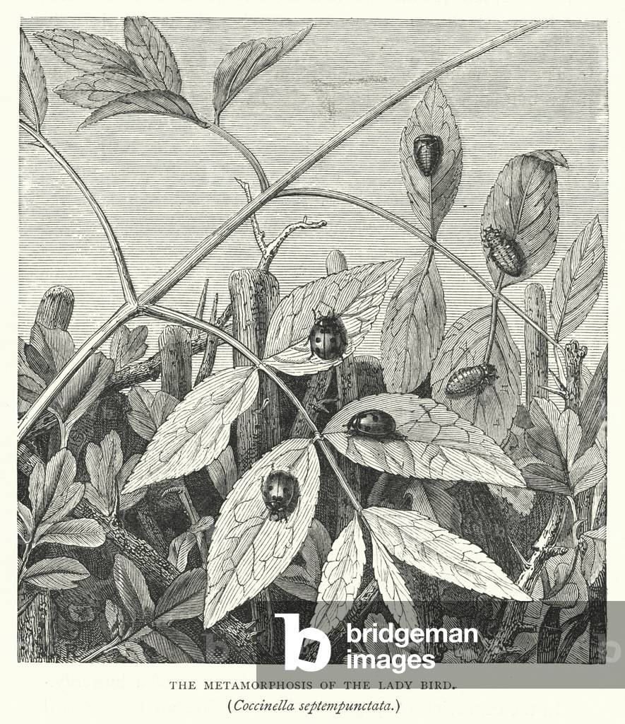 The Metamorphosis of the Lady Bird, Coccinella septempunctata (engraving)