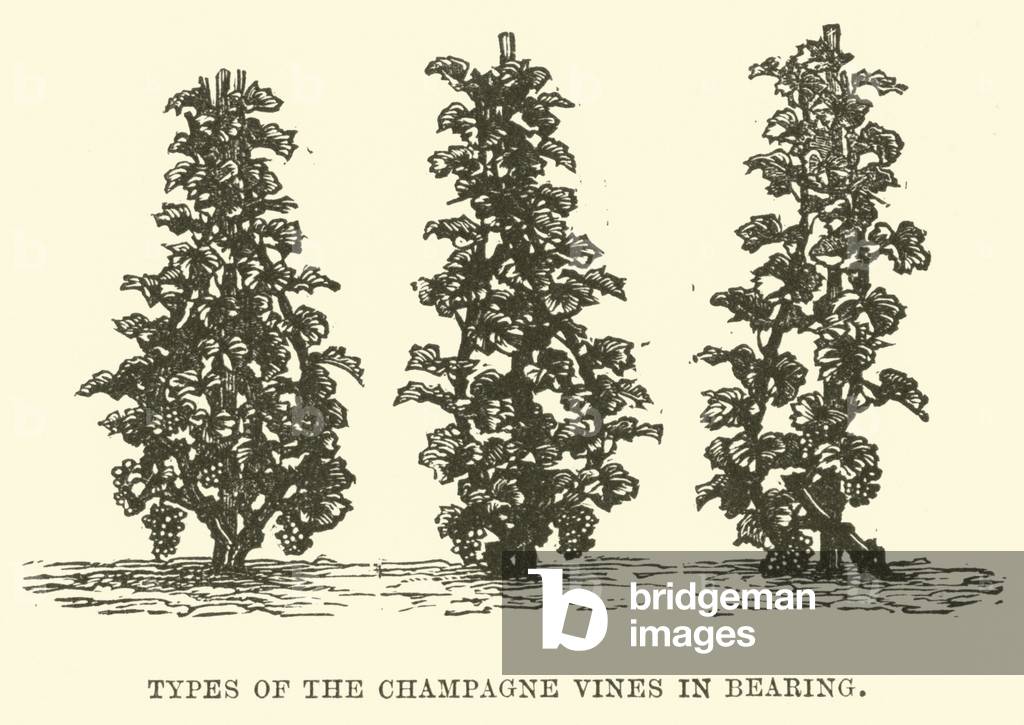 Types of the Champagne Vines in Bearing (engraving)